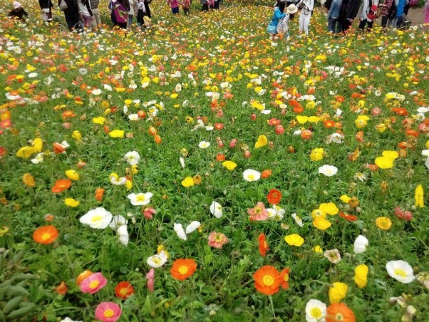 花溪谷旅游