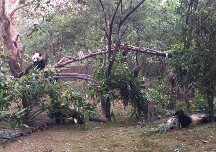 成都熊猫基地