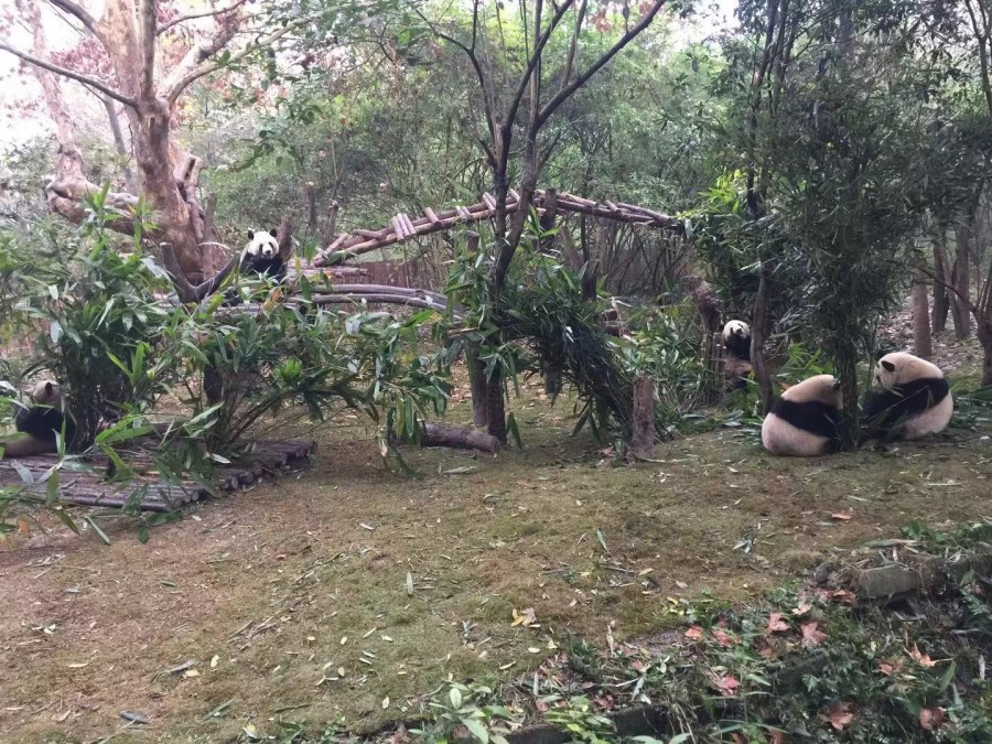 成都熊猫基地