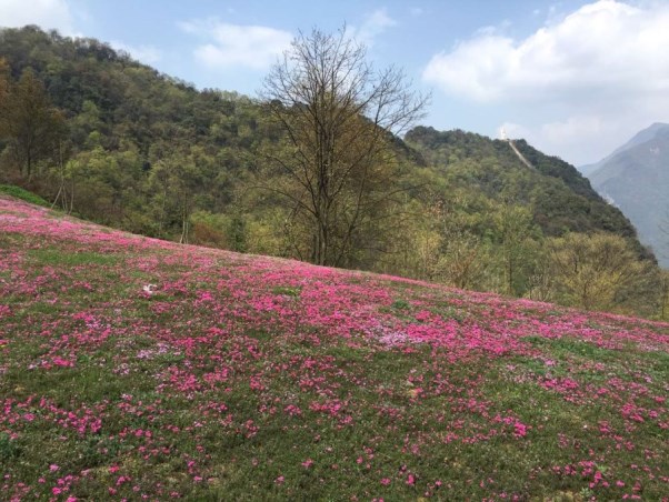 药王谷