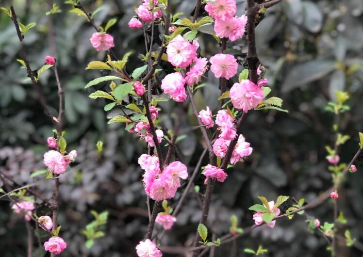 海棠花基地